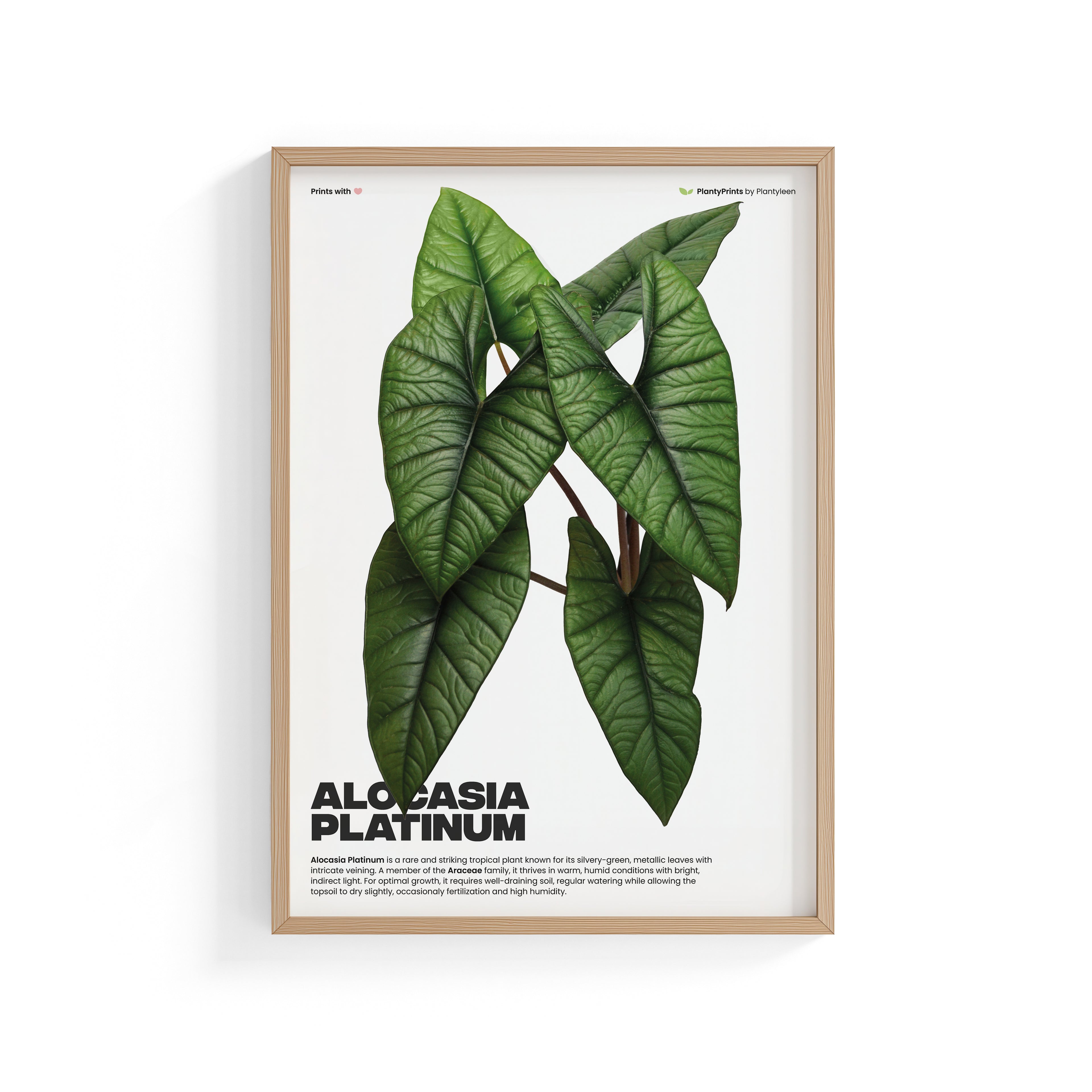 Alocasia Platinum (Print)
