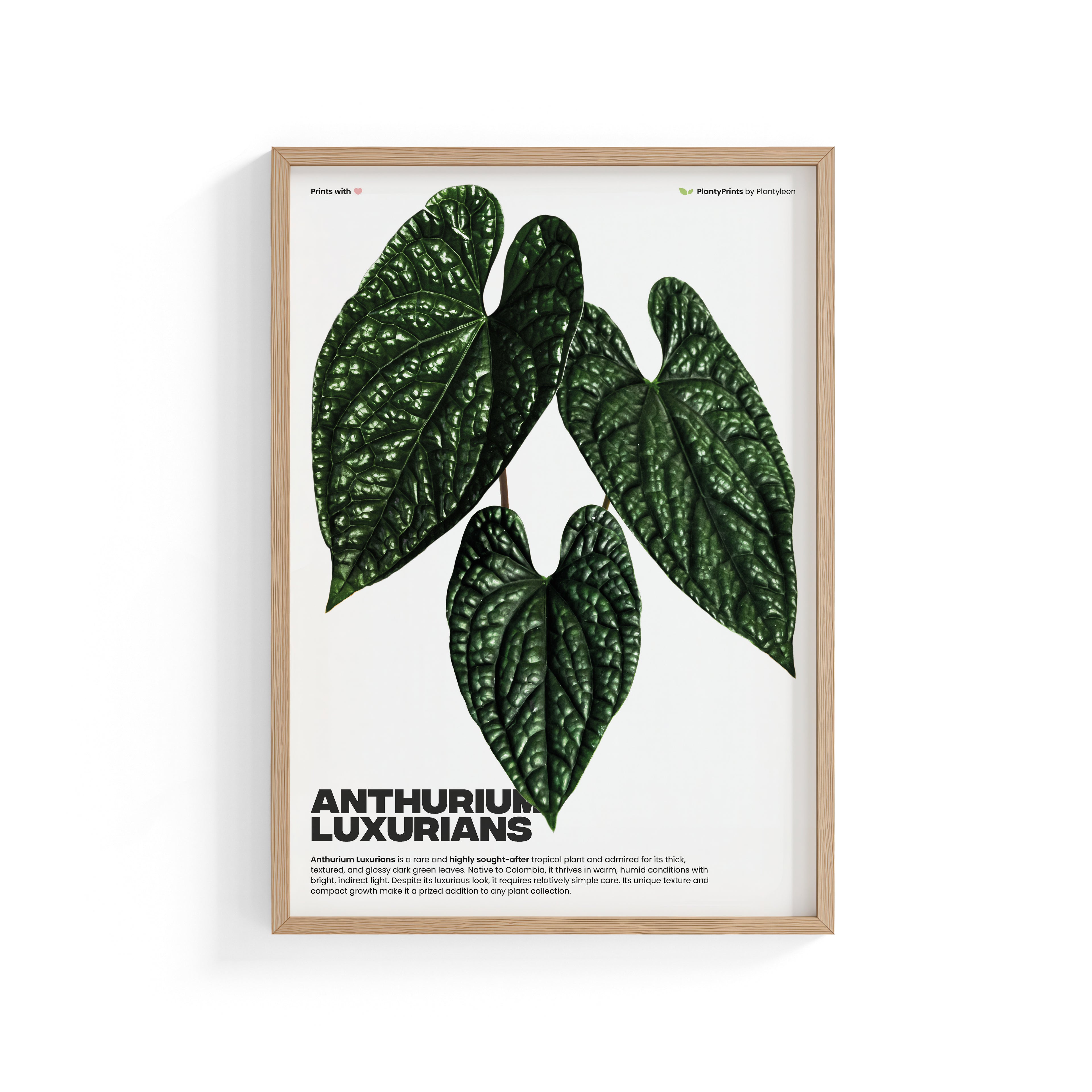 Anthurium Luxurians (Print)