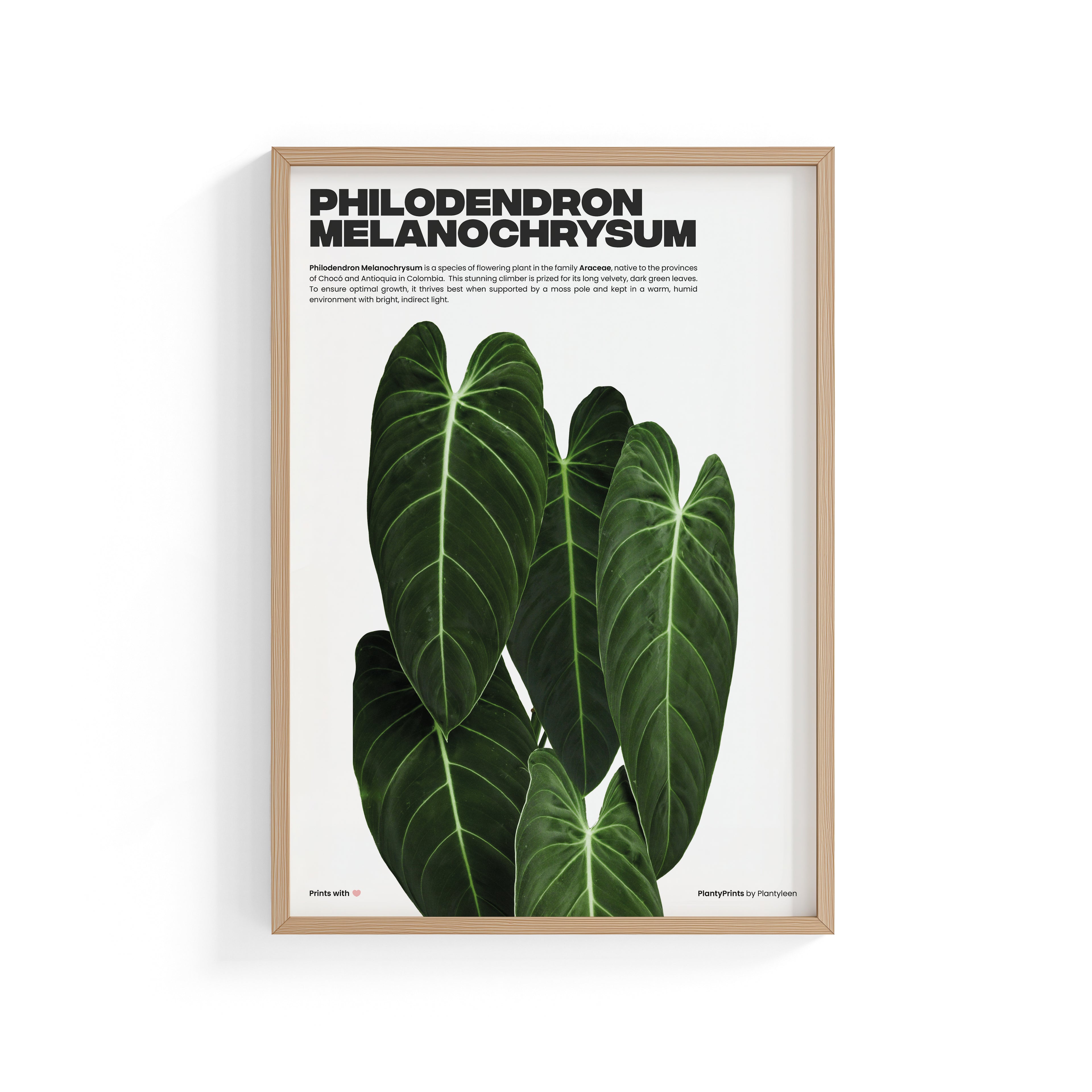 Philodendron Melanochrysum (Print)