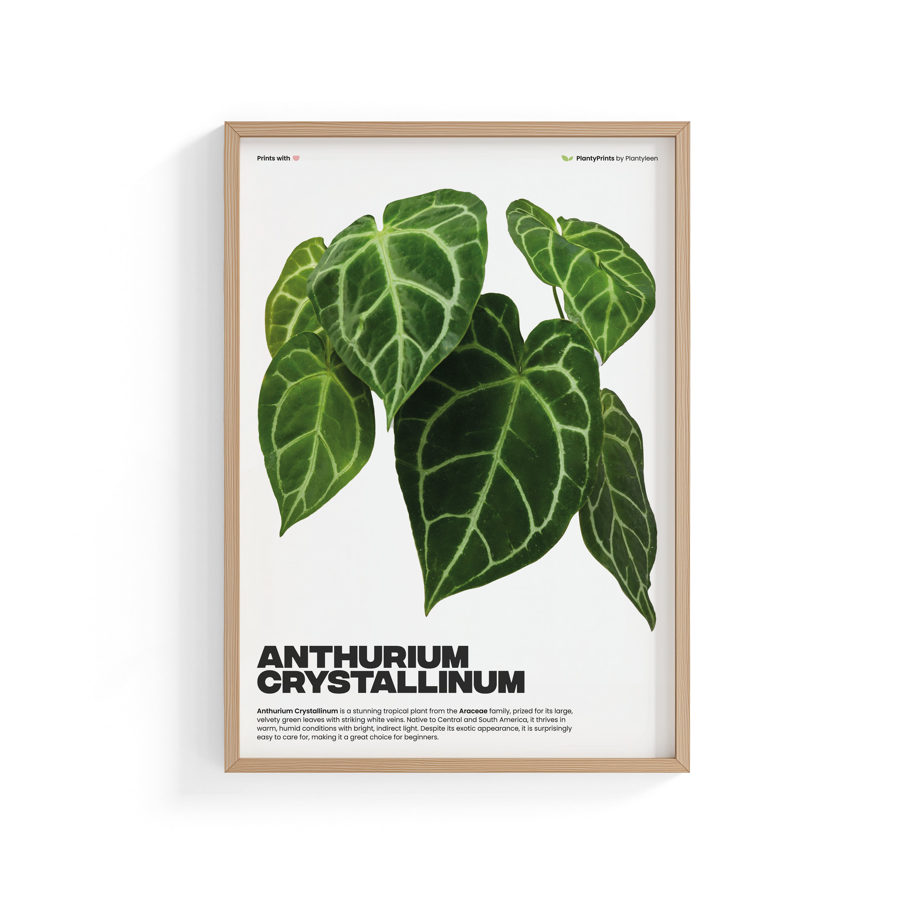 Anthurium Crystallinum (Print)