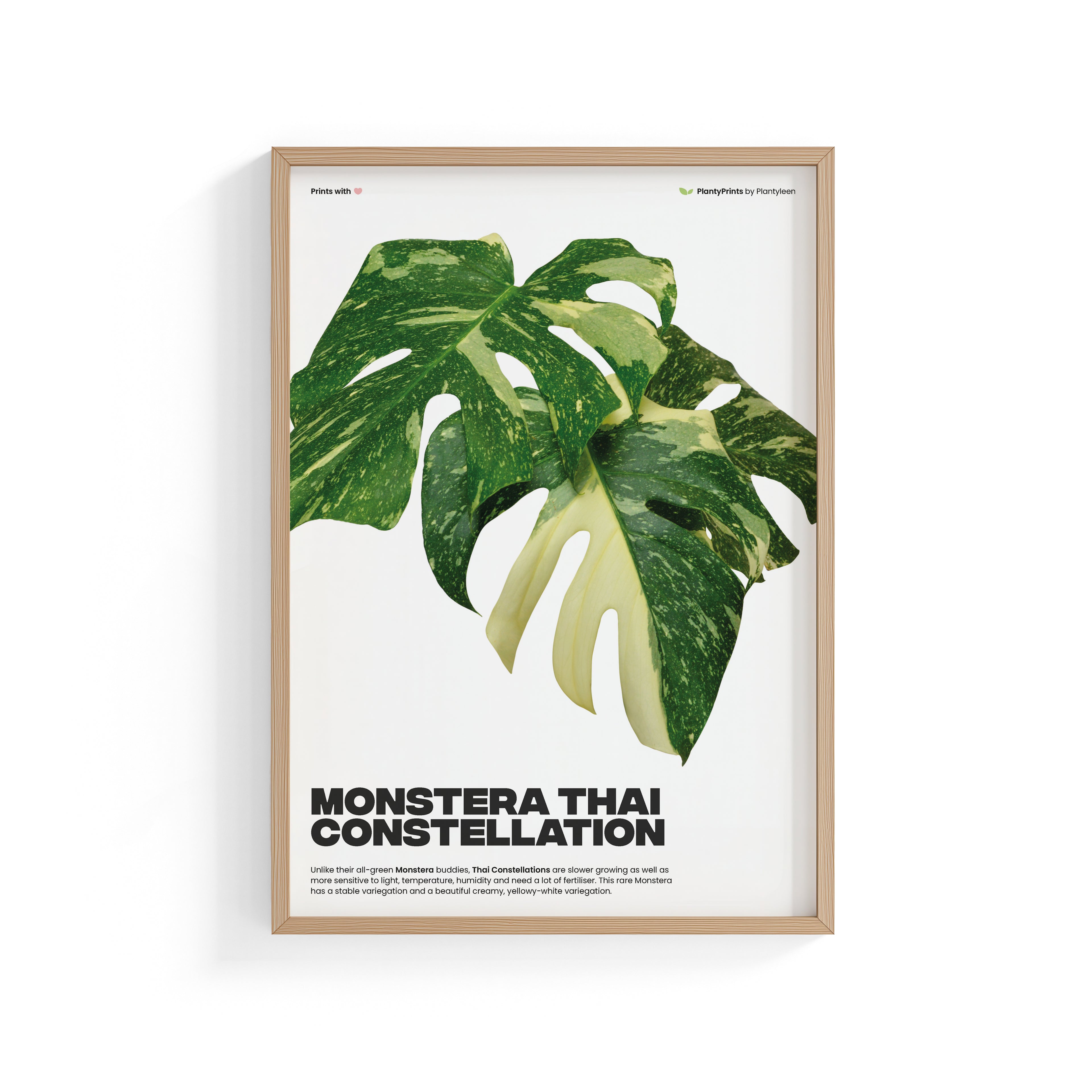 Monstera Thai Constellation (Print)