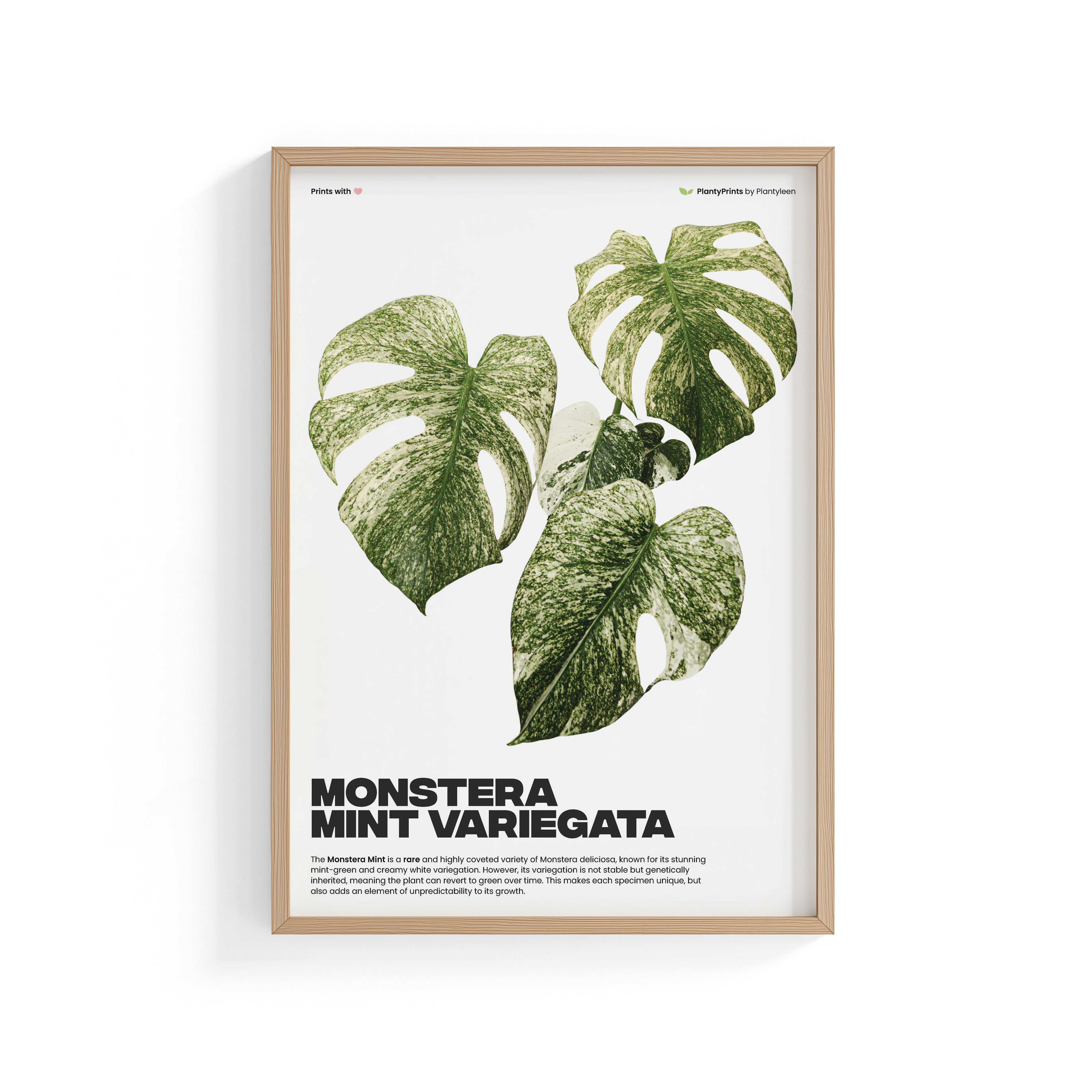 Monstera Mint Variegata (Print)
